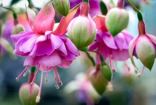 Fuchsia pale purple drooping flowers